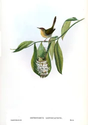 Orthotomus Longicaudus = Orthotomus Sutorius Longicaudus